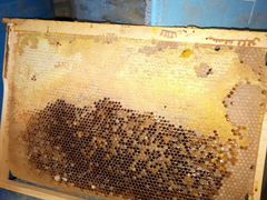 Рамки с мёдом