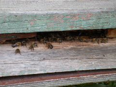 Семьи пчёл