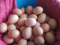 Яйца инкубационные меняю