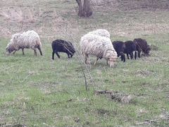 7 овечек больших 3 маленьких 4