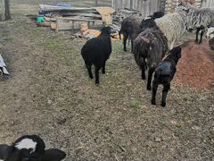 Продаю овечку курдючной породы 5месяцев