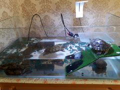 Аквариум,черепахи (2шт),фильтр,лампа,водонагревате