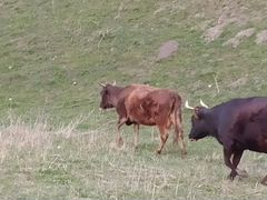 Корова обмен на кобылу