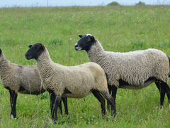 Овцы и ярки Романовской породы