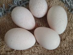 Яйца инкубационные индейки