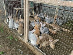 Кролики,крольчатина