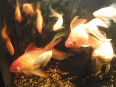 Рыбки золотые в большой аквариум