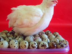 Инкубационные Яйца для закладки в инкубатор перепе