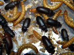 Личинка жуки и жуки Мучного хруща (Tenebrio molito