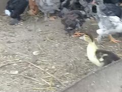 Цыплята брама