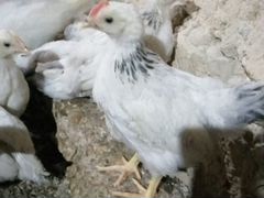 Цыплята Серебрянки