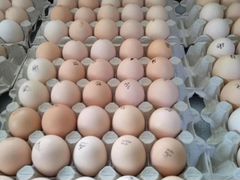 Яйцо инкубационное на 1 июня в Благовещенске