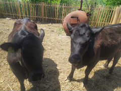 Племенные коровы и бык породы абердин-ангус