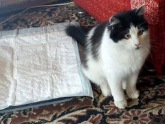 Пуаро,8 месяцев,оооочень ласковый котик