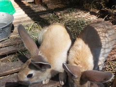 Продаем племенных кроликов Ризен