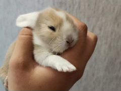 Продам вислоухого крольчонка