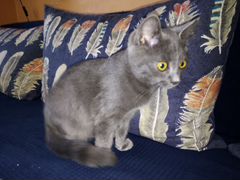 Чудесный серый котенок