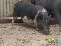 Вьетнамская свинка