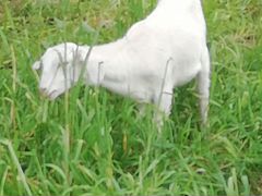 Продам коз первокоток, козлят (козочки и козлики)