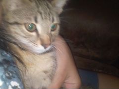 Продам кота бенгальской породы с родословной коту