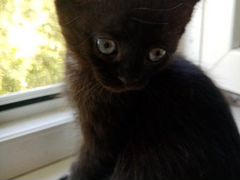 Котёнок 2.5 месяца чёрненький