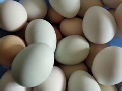 Яйца куриные инкубационные разных пород