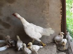 Бойцовая курица с цыплятами