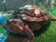 Черепаха красноухая (бесплатно)