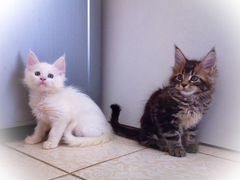 Мейн-кун,котик и кошечка(есть доставка)