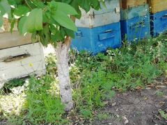Пасека, пчелосемья