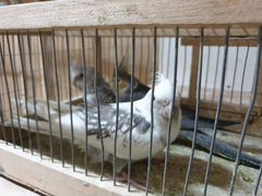 Птенцы волнистых попугаев, амадин, корелл