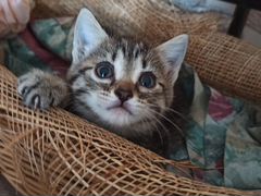 Шотланский мраморный котенок
