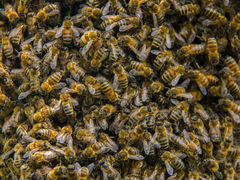 Пчелинные рои
