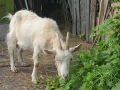 Молодые дойные козы мегрельской породы