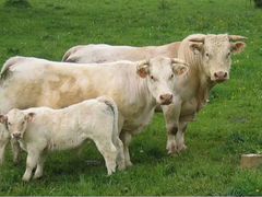 Про коровы вынужденного забоя
