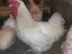 Бресс Гальские инкубационное яйцо и цыплята