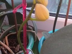 Орхидея, фаленопсис