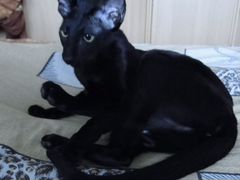 Черная ориентальная кошка с Дипломом