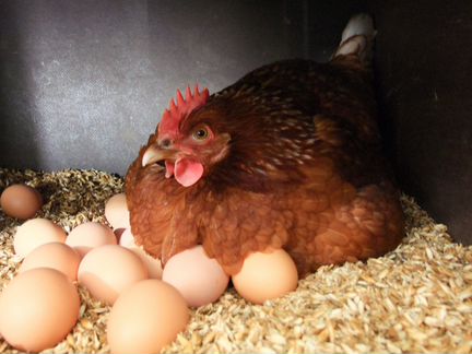 Инкубационное яйцо. Курицы Ломан браун