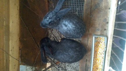 Кролики серебристые