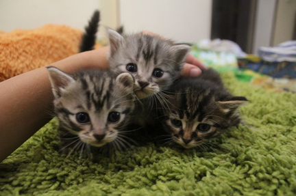 Помесные котята-девчата от сибирской кошки