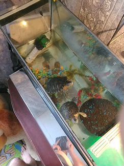 Черепаха с аквариумом и фильтром для воды