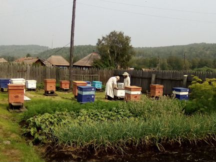 Продается пасека 16 пчелосемей