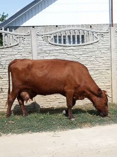 Корова молочная(стeльная)