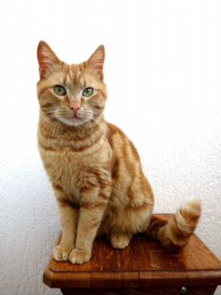 Рыжий кот (кастрирован, привит)