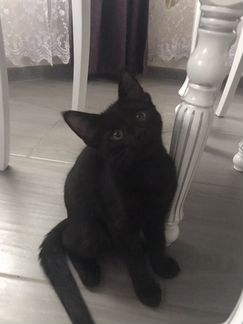 Кошечка черная мей-кун в хорошие руки