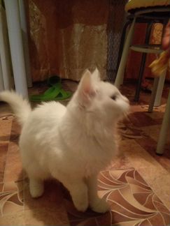 Белая кошечка (котенок)
