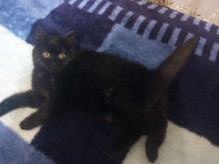 Чёрный котёнок перс (кошка)