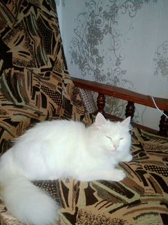 Турецкая ангора (кошка-потеряшка)