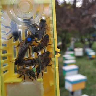 Пчеломатки, маточники, не плодные матки, пчёлы,мат